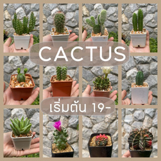 แคทตัส cactus กระถาง 2 นิ้ว