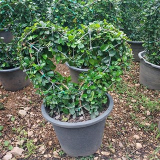 ชาฮกเกี้ยน/ชาดัดใบมัน/Eukien tea