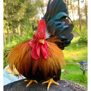 ไข่เชื้อไก่แจ้ สีป่าเหลือง ขาสั้นตอ ไข่มีเชื้อ ใบละ 40 บาท ซื้อ5ใบ แถมฟรี1ใบ (พ่อ-แม่พันธุ์ตามรูปเลยครับ)