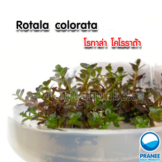 Rotala colorata - โรทาล่า โคโรลาต้า (เนื้อเยื่อ) เป็นไม้ข้อสำหรับปลูกหลังตู้ สีแดงเข้ม ต้นไม้น้ำ ต้นไม้น้ำตกแต่งตู้ปลา