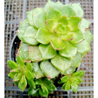 Graptoveria letizia ไม้อวบน้ำ กุหลาบหิน