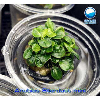 Anubias stardust mini อนูเบียสสตาร์ดัสมินิ ต้นไม้น้ำ