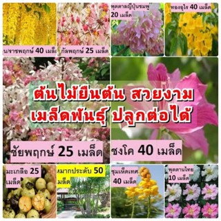 เมล็ดพันธุ์ต้นไม้ยืนต้น สวยงาม เมล็ดพันธุ์สวนแทนใจ ไร่ดอกเหงื่อ เมล็ดพันธุ์ปลูกต่อได้