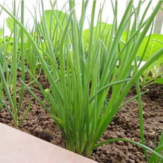 ต้นหอม เมล็ดพันธุ์ ต้นหอมแบ่ง หัวหอม 400 เมล็ด🌱[10 เเถม 2]