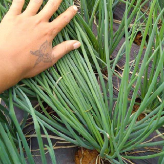 ต้นหอม เมล็ดพันธุ์ ต้นหอมแบ่ง หัวหอม 400 เมล็ด🌱[10 เเถม 2]