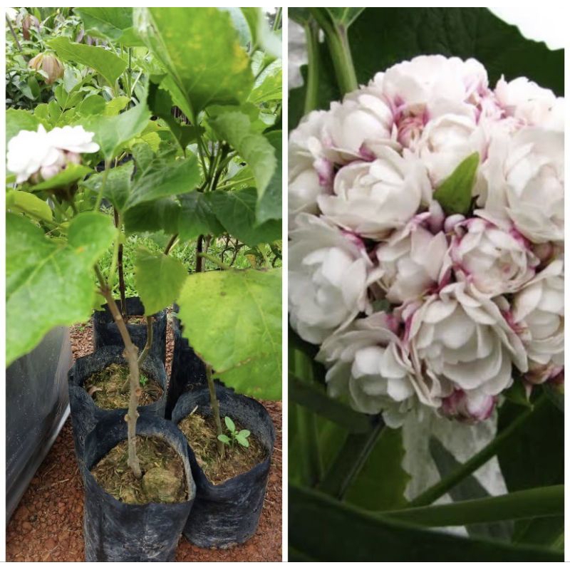 ต้น นางแย้ม (แย้มไทย) ดอกสีขาว คล้ายๆดอกมะลิจับมันรวมกัน นางแย้ม (Glory tree)