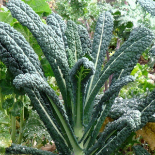 เคลไดโนเสาร์ เมล็ดพันธุ์ 50 , 100 , 250 เมล็ด (Dinosaur Kale) ผักเคล