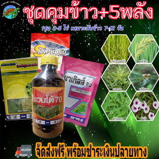 ชุดคุมข้าว+5พลัง วัชพืชใบกว้างใบแคบ7-12วัน ในนาข้าว หญ้าข้าวนกผักปอดนา หญ้าแดงกก หญ้ากระดูกไก่เรียบทุกหญ้า ราชาเต่าเกษตร