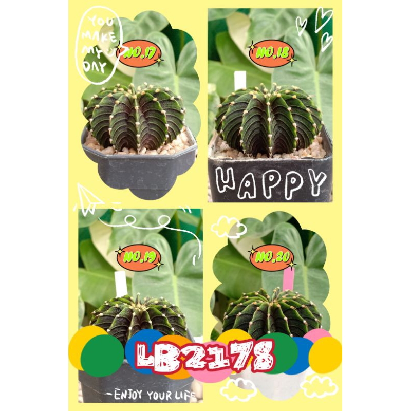 LB2178 แท้ 12,13,14พู ไม้เพาะเมล็ด