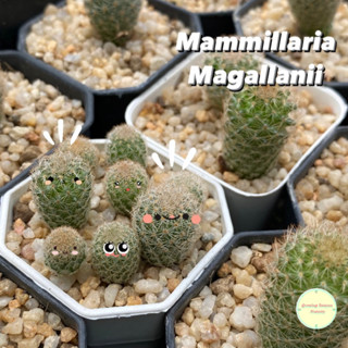 [ MAMM4 ] แมมมิลลาเรีย มากัลลานิอาย Mammillaria Magallanii ไม้เมล็ด ไม้ชำหน่อ แคคตัส กระบองเพชร ไม้อวบน้ำ ต้นไม้