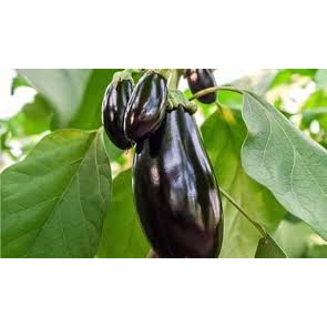 ต้นกล้ามะเขือม่วงหลอดไฟ พร้อมปลูก กล้าละ 9 บาท ซื้อ 10แถม 2กล้า - รูปที่ 5