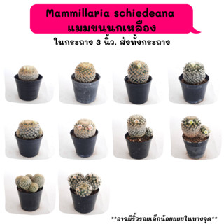 MT021 Mammillaria schiedeana  แมมขนนกเหลืองดอกขาว cactus แคคตัส กระบองเพชร พือชอวบน้ำ พืชทะเลทราย