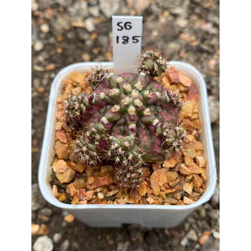 ยิมโนด่าง (ชำหน่อ) GYMNO กระถาง 2 นิ้ว จัดส่งทั้งกระถาง รหัสSG185-195