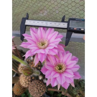 แคคตัส cactus อิชินอป Echinopsis หน่อเด็ดสด ขนาด 3 - 4  ซม. สีชมพูสวยมากครับ