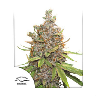 Auto Glueberry O.G. Dutch passion 7 auto flowering cannabis seeds เมล็ดกัญชา เมล็ดพันธุ์กัญชา