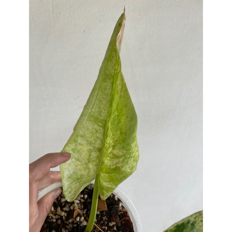 Philodendron Whipple way mint variegated