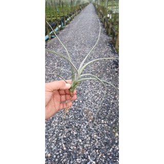 Tillandsia pseudobaileyi ไม้รากอากาศ