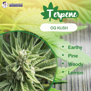 เทอร์ปีน TERPENE OG KUSH กลิ่นป่าไม้สนและผืนดินธรรมชาติที่อุดมสมบูรณ์