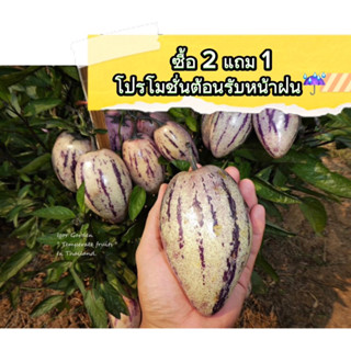 เปปิโนเมล่อน ผลสีม่วง 🍆🌿(กล้าปักชำกิ่ง) กล้าละ 150฿โปร✅ซื้อ 2 แถม1✅ ต้อนรับหน้าฝน☔️ หมดเขต!! วันที่ 31/10/66 เท่านั้น✨🫶