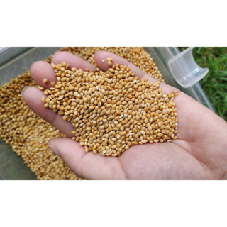 มิลเล็ตเหลือง Yellow Millet  ร่อนฝุ่น ธัญพืชนกชอบ # โปรพิเศษ # ขนาด 1kg. _1แุถม1 #