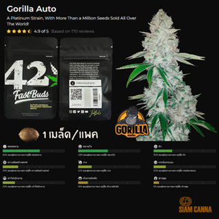 เมล็ดกัญชา Gorilla Auto - Fastbuds Pack : 1 seed พร้อมแพ็คเกจค่าย เมล็ดกัญชาออโต้