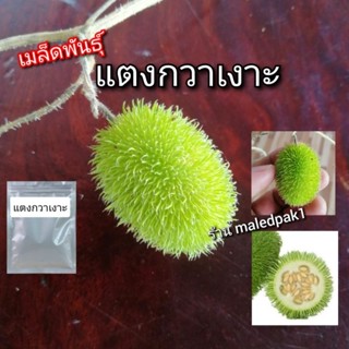 เมล็ด​พันธุ์​ แตงกวาเงาะ แปลก ปลูกง่าย (แตงกวากีวี่)​  พร้อมส่ง​