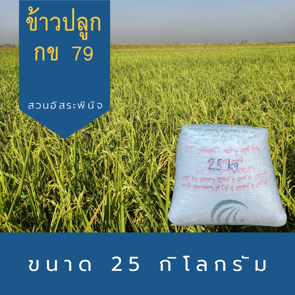 ข้าวปลูก กข79 เมล็ดพันธุ์ข้าว กข79 ขนาด 25 กิโลกรัม