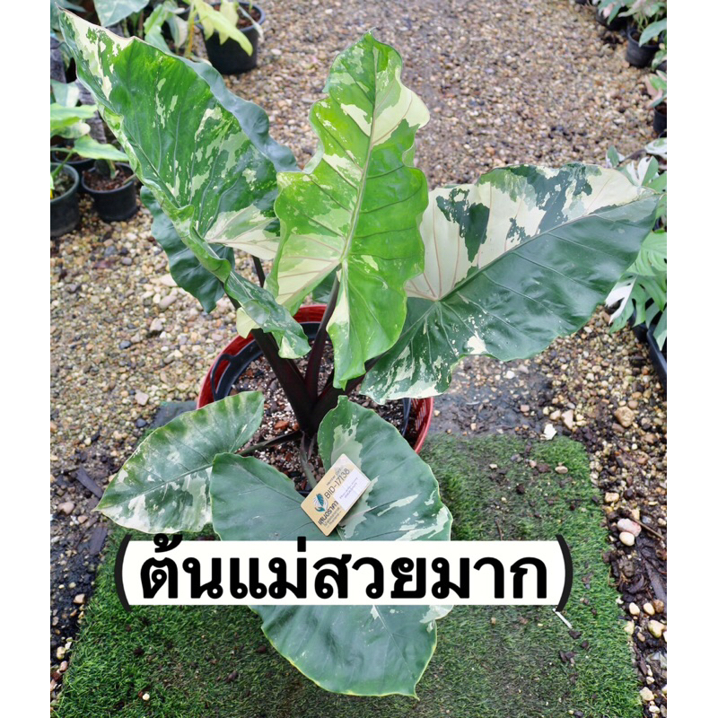 บอนกระดาษก้านดำด่าง Alocasia Macrorrhizos Black Stem Variegated
