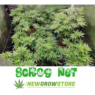 (10cm Mesh) Scrog Net ตาข่าย ปลูกต้นไม้ มีหลายขนาด ตาข่ายปลูกต้นไม้ ตาข่ายปลูกต้นไม้ ดัดกิ่งต้นไม้ เพิ่มผลผลิตมากขึ้น