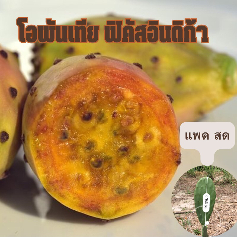 จำนวนจำกัด #แพดสด # กระบองเพชรกินผล โอพันเทียฟิคัสอินดิก้า อิสราเอล ผลสีเหลือง ที่ฮิตๆ ใน tiktok