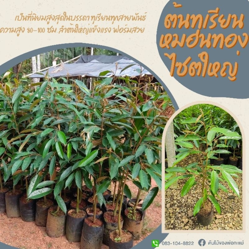 ต้นทุเรียนหมอนทอง​ สูง​ 70-100​ ซม.ชุด2ต้น