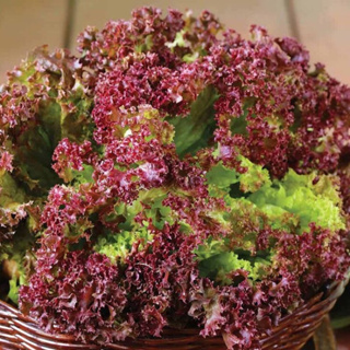 ต้นกล้าผักสลัด เรดโครอล (กรุณาสั่งขั้นต่ำ10 ต้น🙏) Red Coral Lettuce 15-25Days Plant (minimum order 10