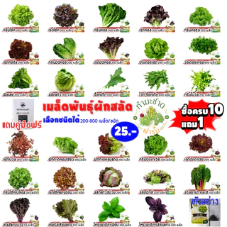 ทำมะชาดฟาร์ม (ซื้อ10แถม1) เมล็ดพันธุ์ ผักกาดหอมอิตาลี ขนาด0.7กรัม ประมาณ700เมล็ด ITALIAN LETTUCE ผักสลัด เมล็ดพันธุ์พืช