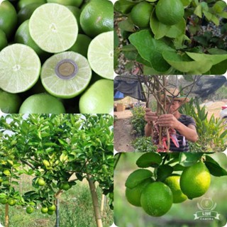 ต้นพันธุ์มะนาวแป้นตกประเสริฐของแท้มีเก็บปลายทางจัดส่งเร็ว🌳🌳🍋