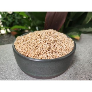 ข้าวโอ๊ต Beyers สำหรับนก อาหารนก แบ่งบรรจุ 0.5 กก. (พร้อมส่ง) อาหารนกหัวจุก อาหารนกแก้ว อาหารหงส์หยก นกปากขอ นำเข้า