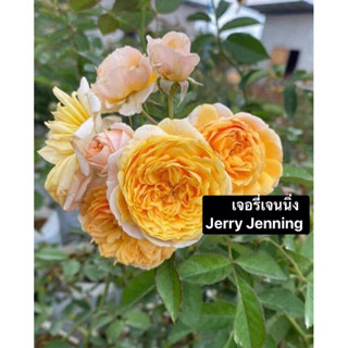 กุหลาบเลื้อย - เจอรี่เจนนิ่ง Jerry Jenning ดอกดกเป็นช่อ มีกลิ่นหอม