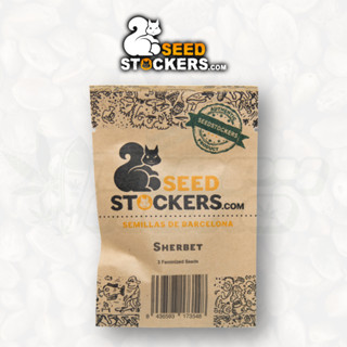 Sherbet (Photo) - Seedstockers เมล็ด กัญชา นำเข้าแท้100% เมล็ดเพศเมีย