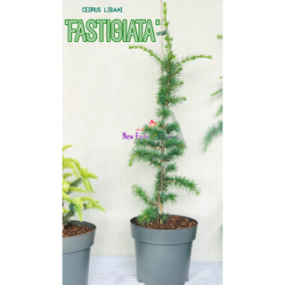 Cedrus libani Fastigiata ต้นพันธุ์นำเข้าทั้งกระถาง รากแน่นแข็งแรง การันตีสายพันธุ์แท้ ด้วย ป้ายชื่อ และ เลขพาสปอร์ต