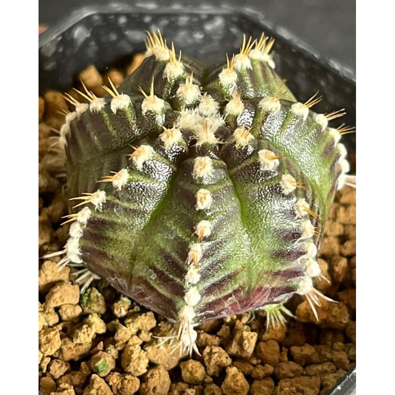 Starline(สตาร์ไลน์)7พู