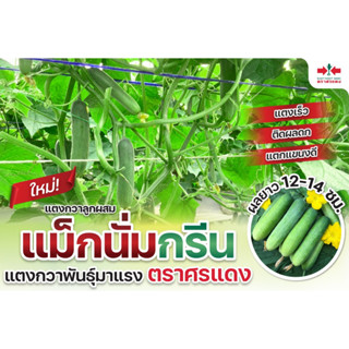 เมล็ดแตงกวาแม็กนั่มกรีน 100 กรัม *ใหม่* ตราศรแดง แตงกวาลูกผสม แม็กนั่มกรีน100 g.