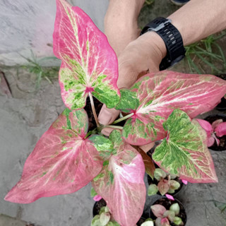 เลิฟเบิร์ด บอนสี Caladium