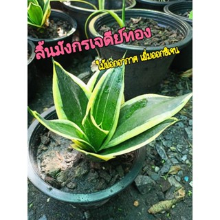 ลิ้นมังกรเจดีย์ทอง ไม้ฟอกอากาศ เพิ่มออกซิเจน