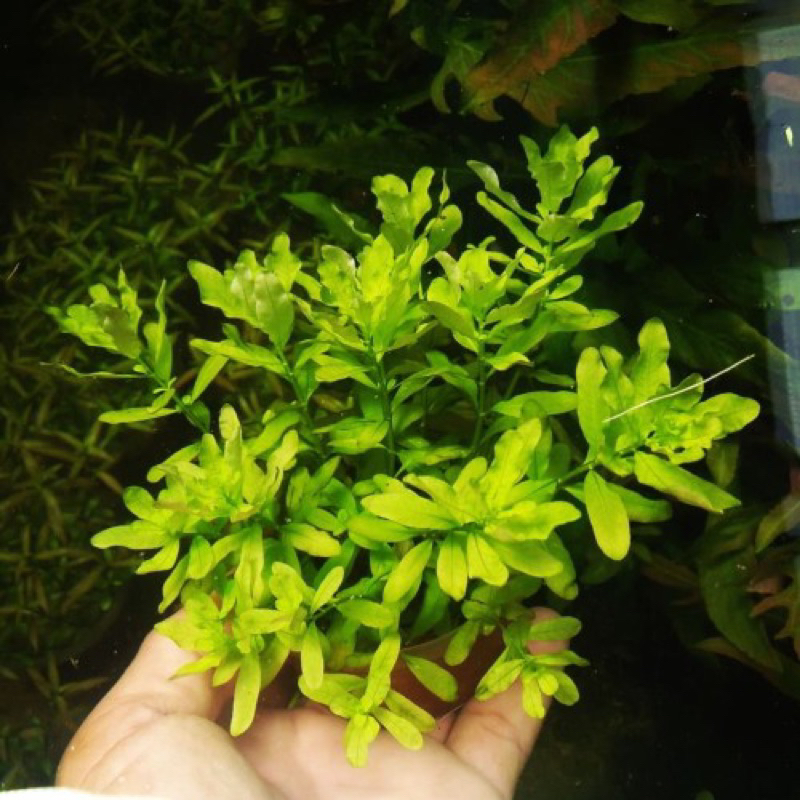 Ludwigia inclinata green ต้นไม้น้ำ (พร้อมปลูก)