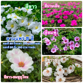 ดอกลานแพร5สีจัดให้ครบสี