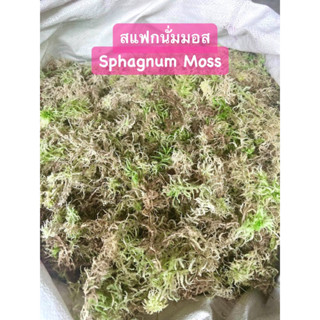 sphagnummossสดfreshเกรดA100gสะอาดเก็บเศษใบไม้ออกให้แล้ว เหมาะนำไปเพราะปลูก เลี้ยงสัตว์เช่น กบ หอย แมงมุม งู และอีกมากมาย