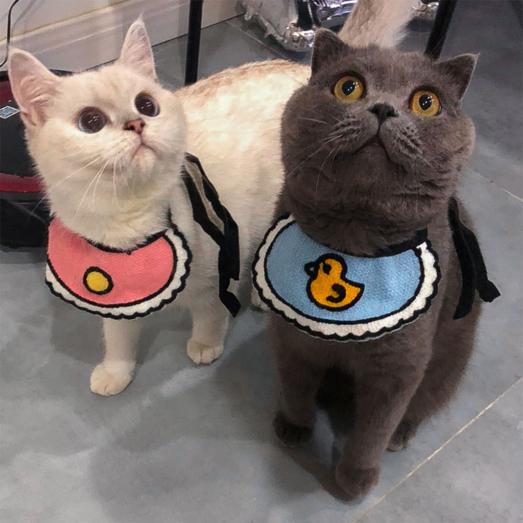 yoyopet : ปลอกคอแมว ปลอกคอหมา  ปลอกคอสัตว์เลี้ยง ผ้ากันเปื้อนแมว ลายน่ารัก สินค้าพร้อมส่ง - รูปที่ 6