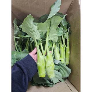 🌿เมล็ดคะน้าเห็ดหอม 400 เมล็ด (5แถม1คละได้)