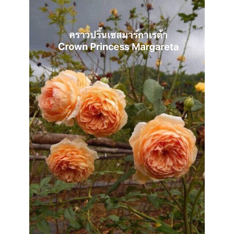 กุหลาบเลื้อย-คราวปริ้นเซสมาร์กาเรต้า..CPM..สีเหลืองอมส้ม หอมแรงกลิ่นน้ำชาผลไม้ **เลื้อยสูง2-3.5เมตร**