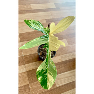 ก้ามกุ้งด่างสวยทุกใบ Philodendron Florida Beauty ไม้วางข้อ