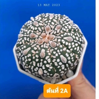 🌵แอสโตร แคคตัส(13.05.2023)ไม้เมล็ด  Astrophytum asterias